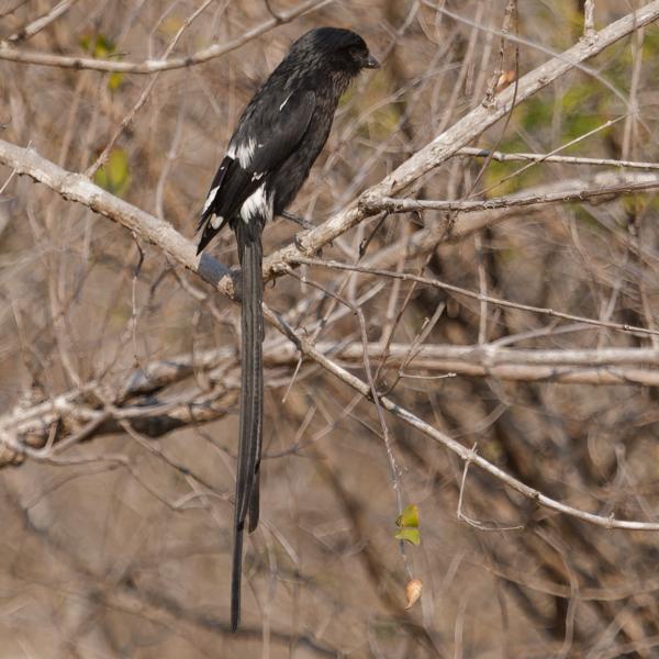 Magpie shrike (Urolestes melanoleucus)